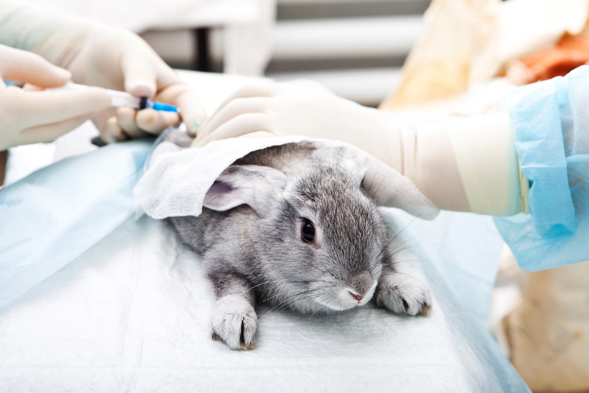 Vet Equipment in Gloucestershire